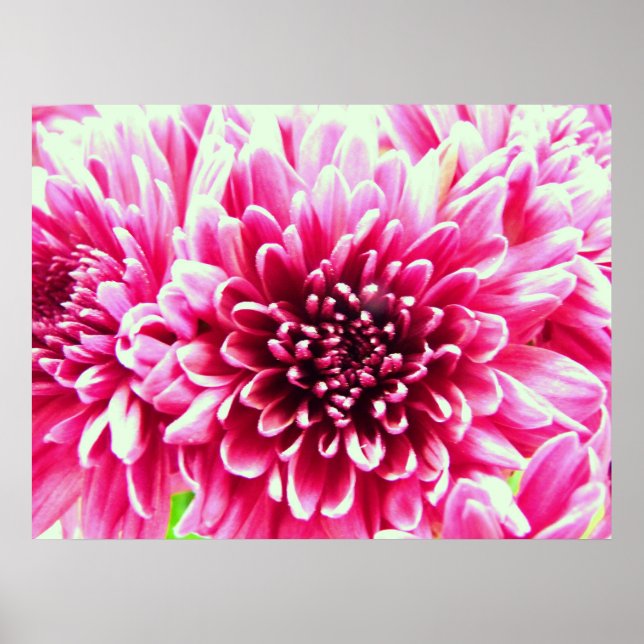 Poster énorme chrysanthème toile de fleur rose (Devant)