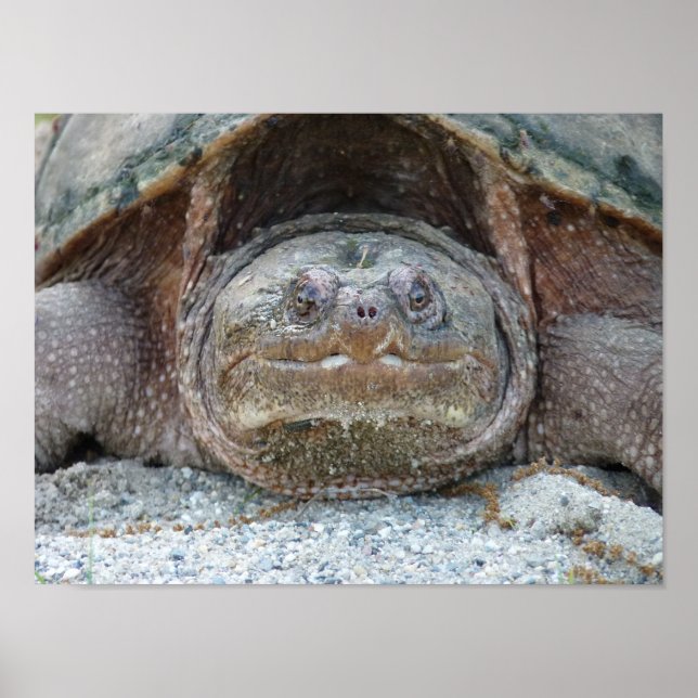 POSTER ENREGISTREMENT DE LA POSTE DE TURTLE (Devant)