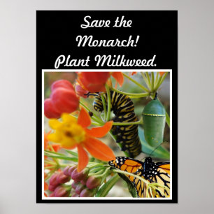 Poster Enregistrer l'affiche Monarch