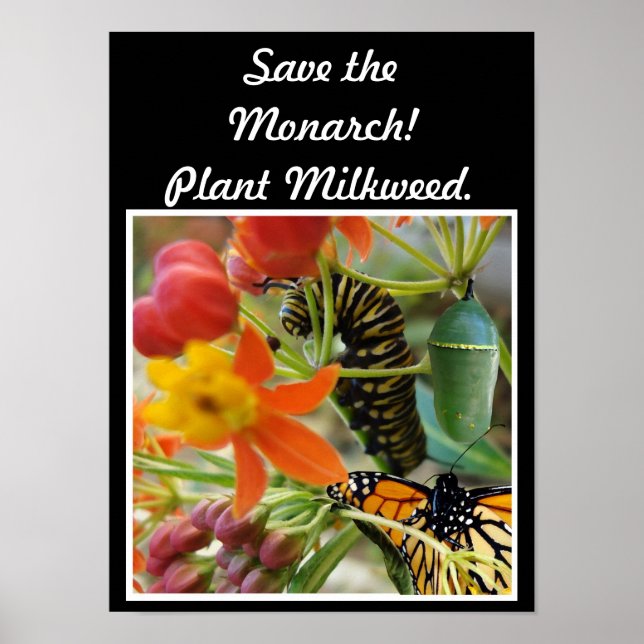 Poster Enregistrer l'affiche Monarch (Devant)