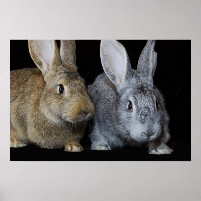 Poster Ensemble (Devant)