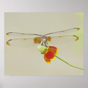 Poster Ensemble à carreaux (Dythemis fugax) sur Mexicain