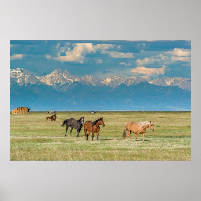 Poster Entendu de chevaux à Hayfield (Devant)