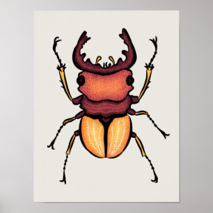 Poster Entomologie du scarabée