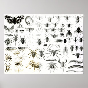 Poster Entomologie, myriapodes et arachnides