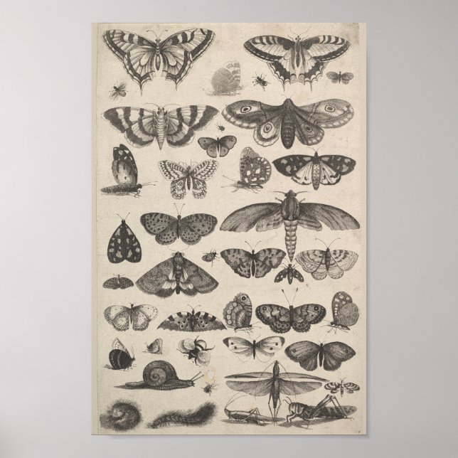 Poster Entomologie vintage Lépidoptères Insectes (Devant)