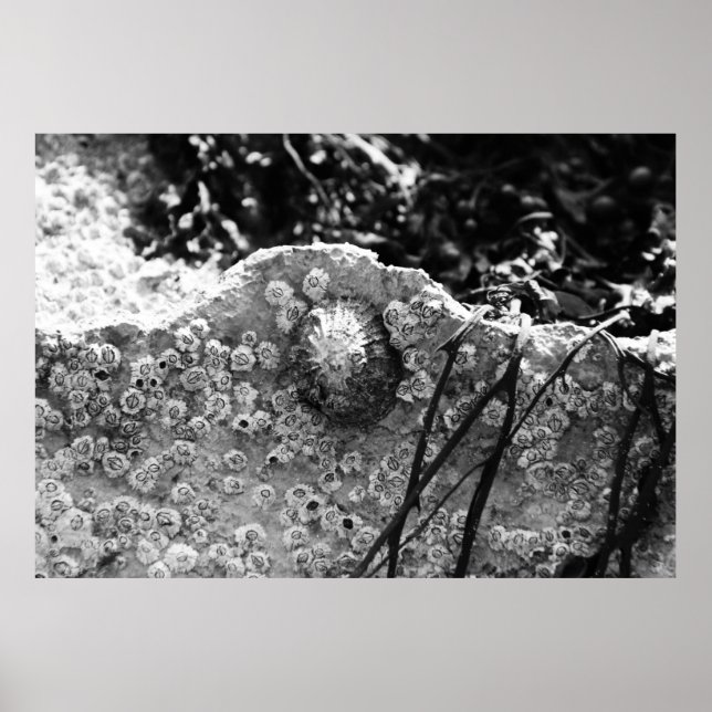 Poster Entouré (Devant)