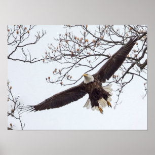 Poster Envergure de pygargue à tête blanche