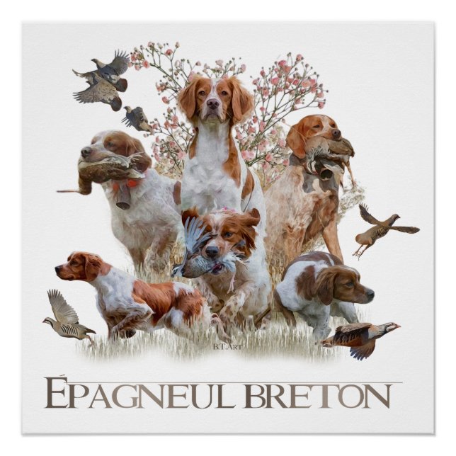 Poster Epagneul Breton, Bretagne Espagne (Devant)