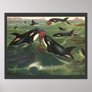 Poster Épaulards ou orques vintage, mammifères marins