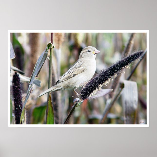 Poster Épervier (Devant)