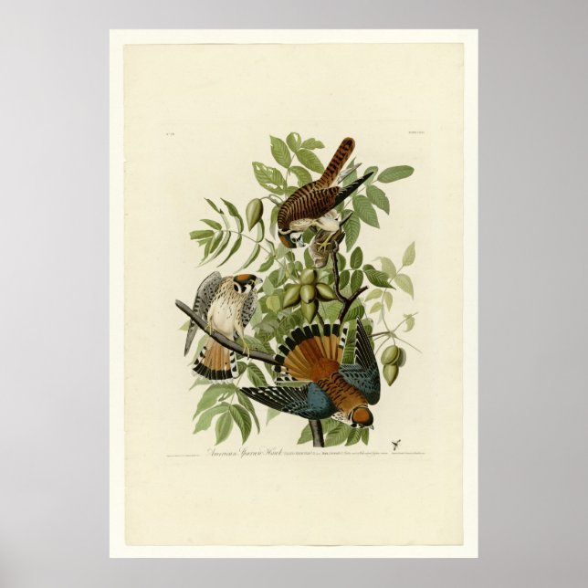 Poster Épervier américain (Devant)