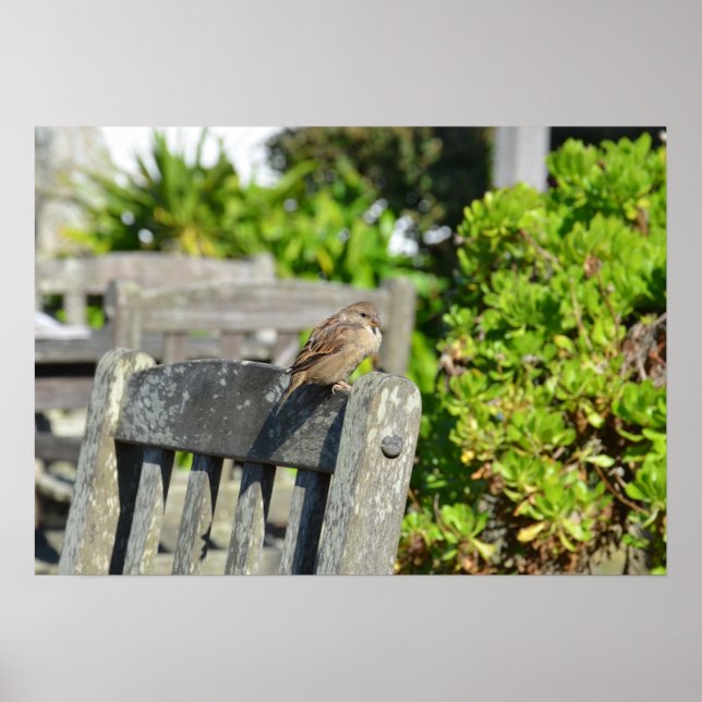 Poster Épervier Sur Une Chaise De Jardin (Devant)