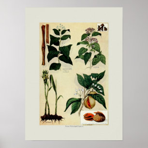 Poster Épices