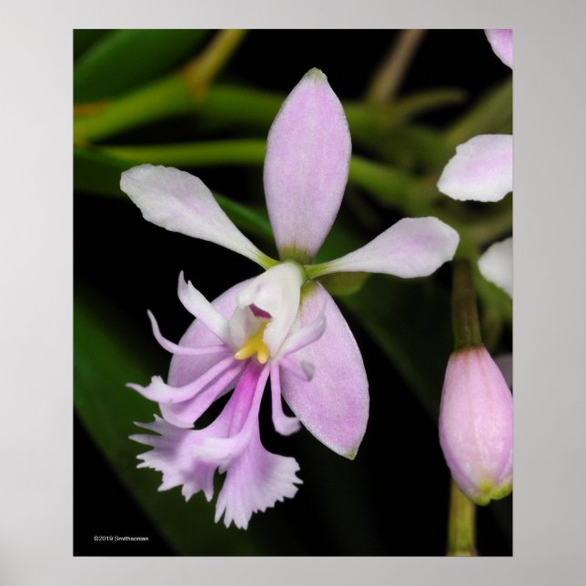 Poster Epidendrum caligarium (Devant)