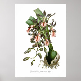 Poster Epidendrum phoeniceum