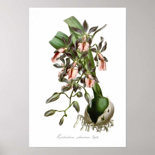 Poster Epidendrum phoeniceum (Devant)