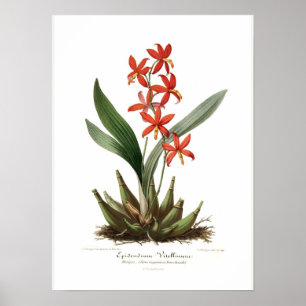 Poster Epidendrum vitellinum