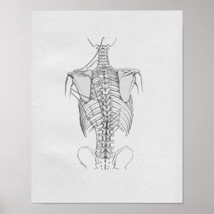 Poster Épine vintage d'illustration d'anatomie
