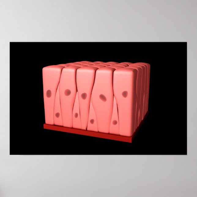 Poster Épithélium Columnaire Pseudostratifié (Devant)