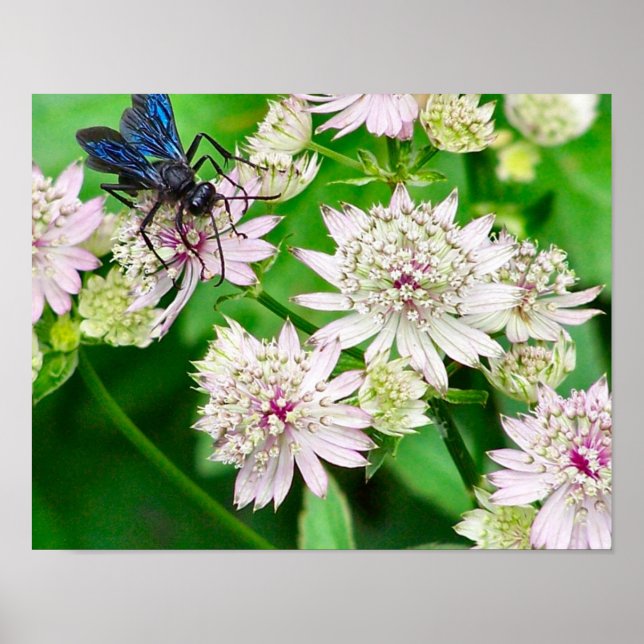 Poster Épuration Iridescendante Sur Fleurs Étroitement (Devant)
