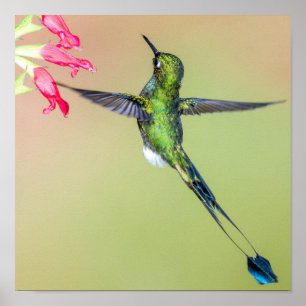 Poster Equateur Colibri aux longues plumes de queue
