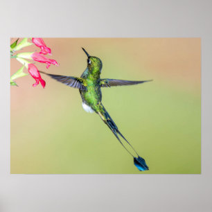 Poster Equateur Colibri aux longues plumes de queue