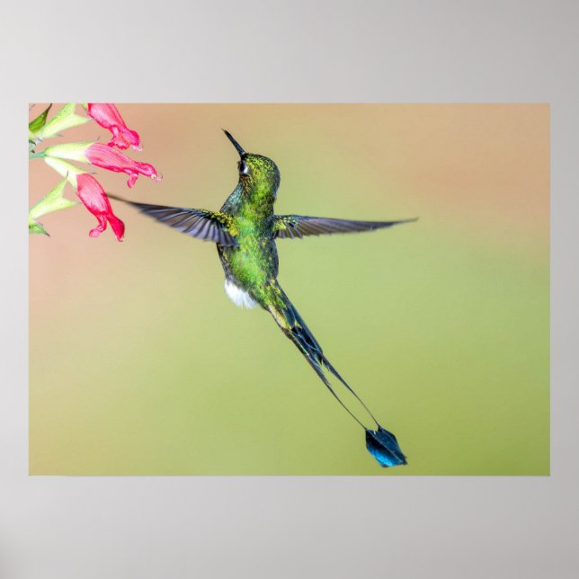 Poster Equateur Colibri aux longues plumes de queue (Devant)