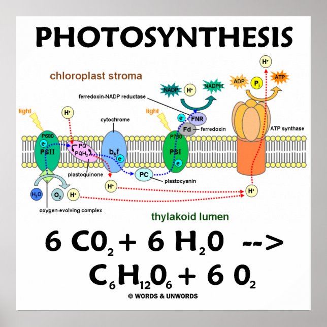 Poster Équation chimique de la photosynthèse (dépendante  (Devant)