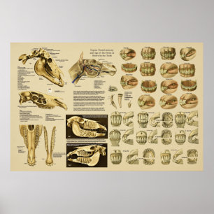 Poster Equine Dental Anatomy Age of Horse by Teeth
