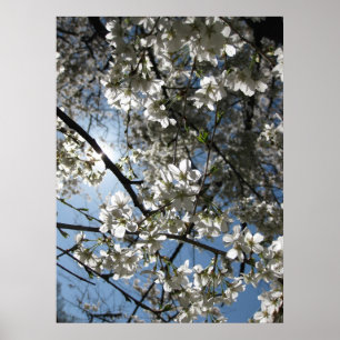 Poster Équinoxe cerise en fleurs, imprimer