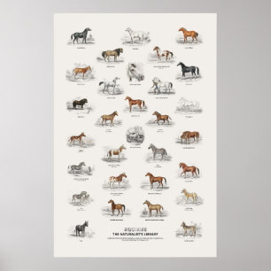 Poster Équins - Bibliothèque du naturaliste
