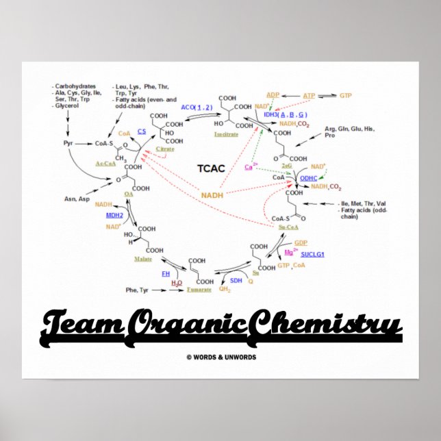 Poster Équipe de chimie organique (cycle Krebs TCAC) (Devant)