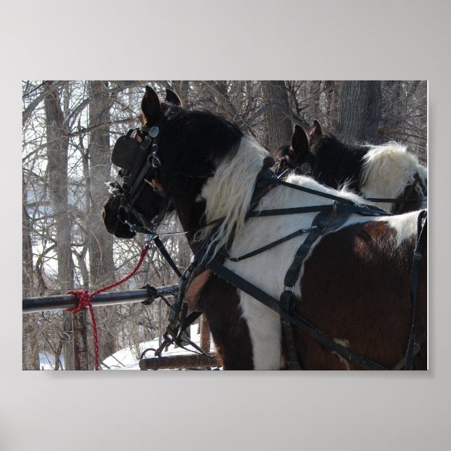 Poster Équipe de projet Pinto (Devant)