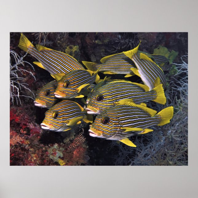 Poster Équipe de Sweetlips (Devant)