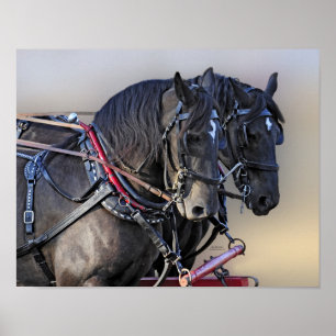 Poster Équipe de travail du Cheval Percheron