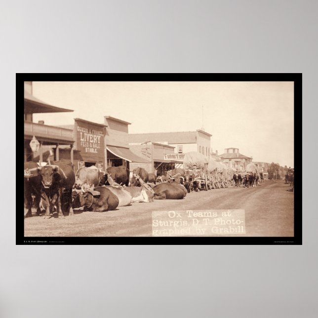 Poster Équipes Ox à Sturgis Dakota Territory SD 1887 (Devant)