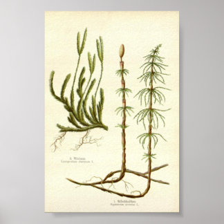 Poster Equisetum arvense & Lycopodium clavatum