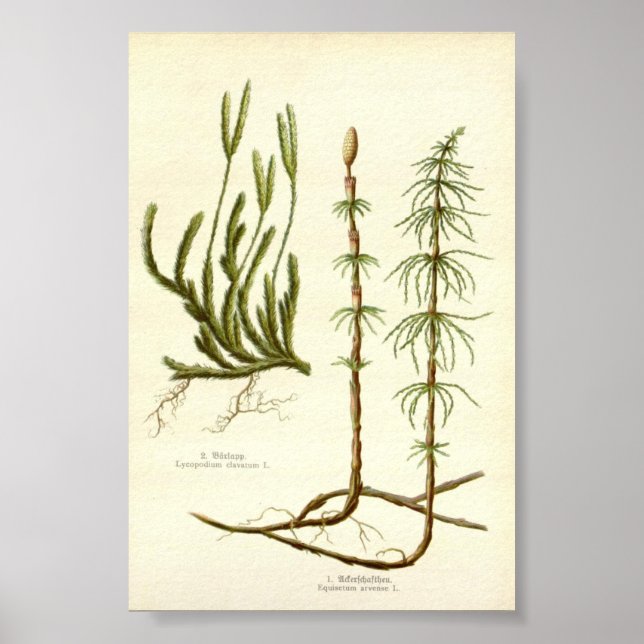Poster Equisetum arvense & Lycopodium clavatum (Devant)