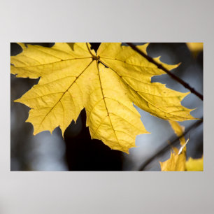 Poster Érable à sucre, automne