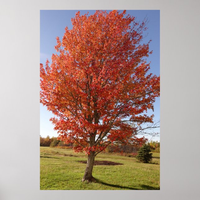 Poster Érable d'automne avec feuilles rouges en feu (Devant)