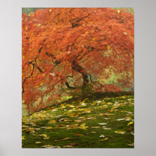 Poster Érable japonais en couleur automne