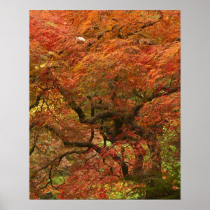 Poster Érable japonais en couleur d'automne