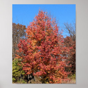 Poster Érable rouge à l'automne