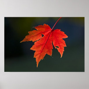 Poster Érable rouge (Acer rubrum) feuille rouge en automn