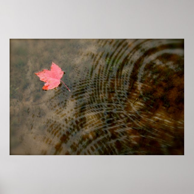 Poster Érable rouge flottant (Devant)