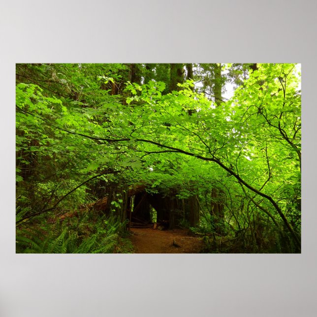 Poster Érables dans la forêt de séquoias (Devant)