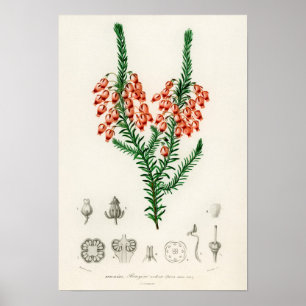 Poster Erica ardens - un cadeau pour votre Erica