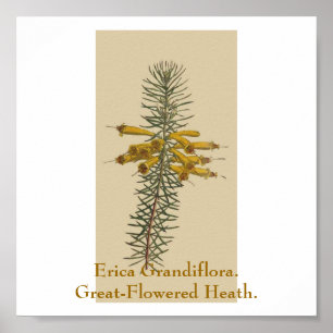 Poster Erica Grandiflora. Généreuse Terre Fleurie.