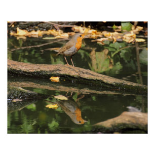 Poster Erithacus rubecula